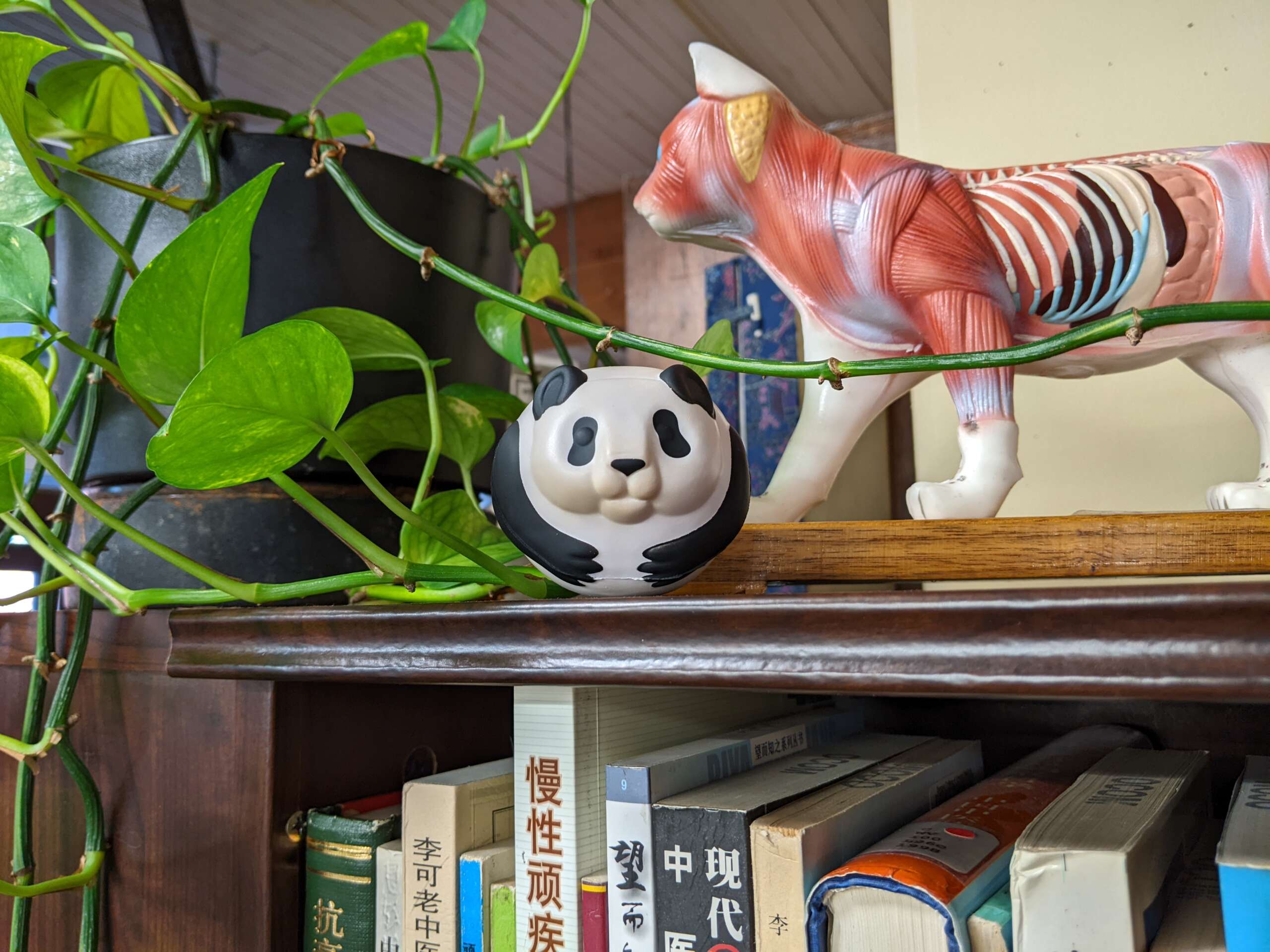Panda toy and cat acupuncture model